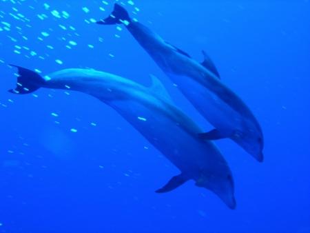dauphins
